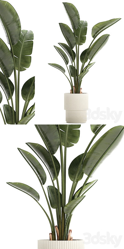 Beautiful exotic plant in a flower pot for interior decor Strelitzia, Ravenala. 1252